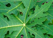 Daun Pepaya: Ramuan Ajaib yang Bikin Kaget Dunia Medis! Ini 5 Khasiatnya!