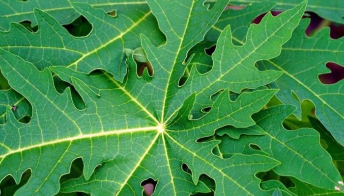 Daun Pepaya: Ramuan Ajaib yang Bikin Kaget Dunia Medis! Ini 5 Khasiatnya!