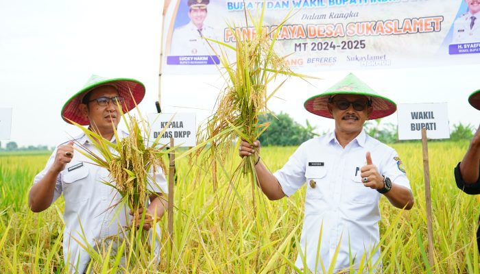 Panen Raya di Tengah Tantangan Iklim: Indramayu Buktikan Ketahanan Pangan dengan Panen Perdana Padi Tadah Hujan