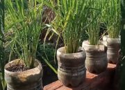 Inovasi Uji Tanam Padi di Galon Bekas, Harapan Baru untuk Lahan Tada Hujan Indramayu