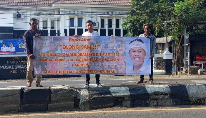 Viral! Spanduk ‘Bapak Aing’ Gemparkan Indramayu: Peternak Ayam Jerit Ditipu, Kang Dedi Mulyadi Harus Turun Tangan