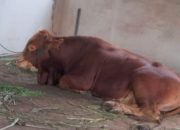 Siapa Sangka, Hewan Qurban Wapres (Wakil presiden) Gibran Rakabuming Raka idul adha 1446H/2025 kemarin dari Rezal Farm Indramayu!