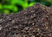 Membuat Kompos Sendiri: Solusi Mudah untuk Tanah Subur dan Lingkungan Lestari