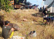 Nadran Sukahaji Patrol Indramayu: Kerbau Raksasa “Cakra” Siap Dilarungkan Minggu Dengan di Kawal 200 Perahu