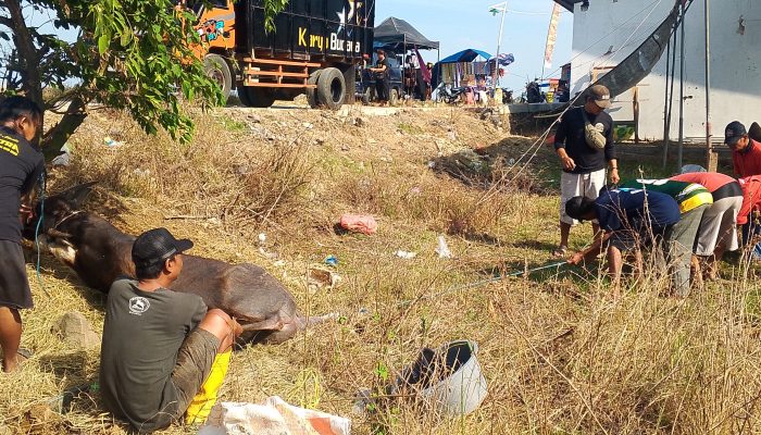 Nadran Sukahaji Patrol Indramayu: Kerbau Raksasa “Cakra” Siap Dilarungkan Minggu Dengan di Kawal 200 Perahu