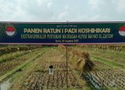 Petani Muda Al-Zaytun Panen Padi Koshihikari dengan Sistem RATUN, Bukti Nyata Regenerasi Petani  ‎