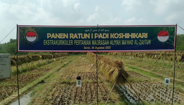 Petani Muda Al-Zaytun Panen Padi Koshihikari dengan Sistem RATUN, Bukti Nyata Regenerasi Petani  ‎