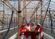 Tim Penggerak PKK Desa Tambi Lor Dukung Ketahanan Pangan dengan Budidaya Melon Premium