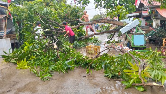 Pohon Tumbang Tutup Jalan Raya Sliyeg-Gadingan, Gerobak Sop Buah Tertimpa
