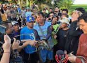 Targetkan 10 Ribu Ular, Strategi Indramayu Perangi Tikus Demi Panen Petani