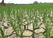 Kemarau Panjang Ancam 200 Hektare Sawah di Tanah Bumbu Gagal Panen
