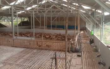 Harga Telur Bebek Anjlok di Indramayu, Peternak Hanya Dibayar Rp2.000 per Butir