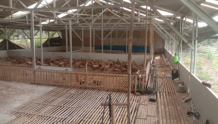 Harga Telur Bebek Anjlok di Indramayu, Peternak Hanya Dibayar Rp2.000 per Butir